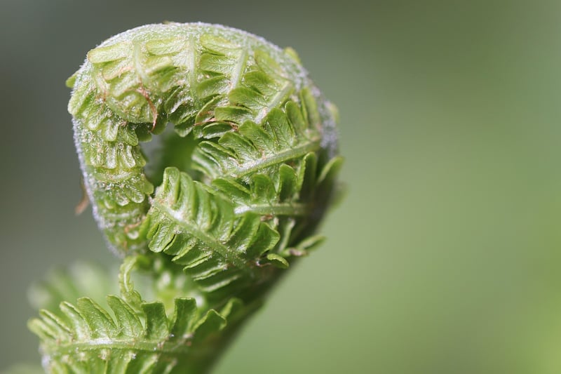 Watering Tips